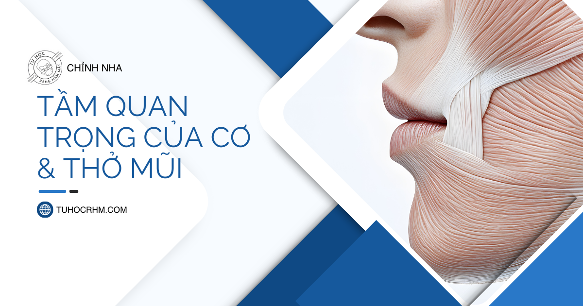 Muscle Win Concept: Tầm Quan Trọng Của Cơ Chức Năng Và Thở Mũi (2026)