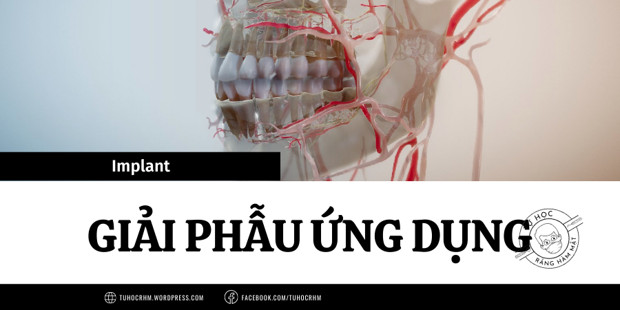 Giải Phẫu Ứng Dụng Trong Implant (P1): Thần Kinh & Mạch Máu (2026)