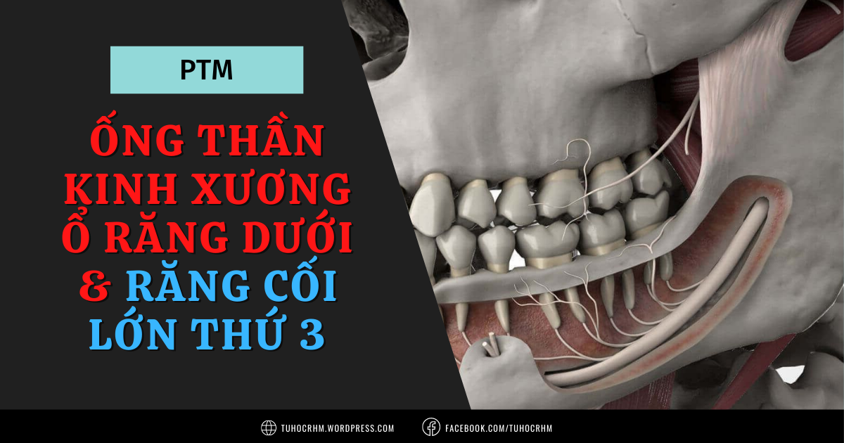 7 Dấu Hiệu X-Quang Cảnh Báo Nguy Cơ Tổn Thương Thần Kinh Khi Nhổ Răng Khôn